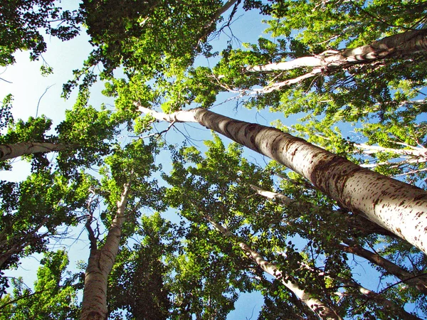 Il sole splende tra gli alberi — Foto Stock