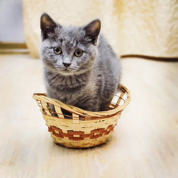 Gatinho sentado na cesta — Fotografia de Stock