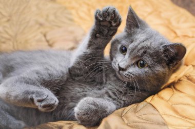 güzel meraklı küçük kedi yavrusu çalış