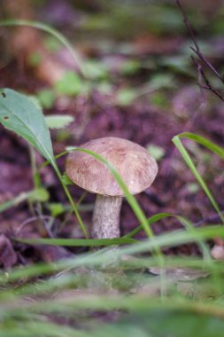 Ormanda yenilebilir mantarlar