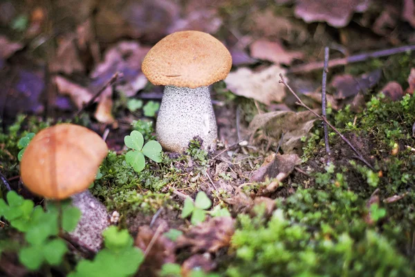Съедобные грибы в лесу — стоковое фото