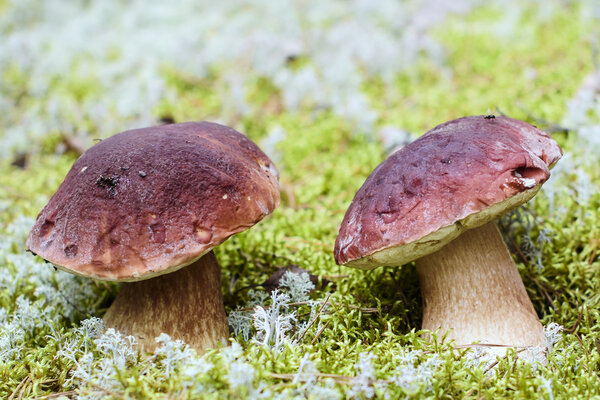 edible mushrooms grow in the forest