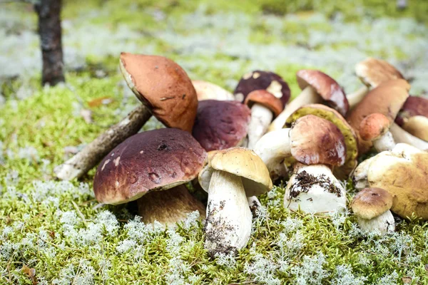 Ätbara svampar i skogen — Stockfoto