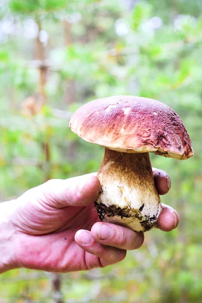 Ätbara svampar i skogen — Stockfoto