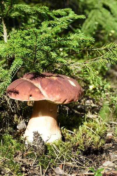 Edible mushrooms in the forest — Stock Photo, Image