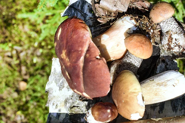 Ätbara svampar i skogen — Stockfoto