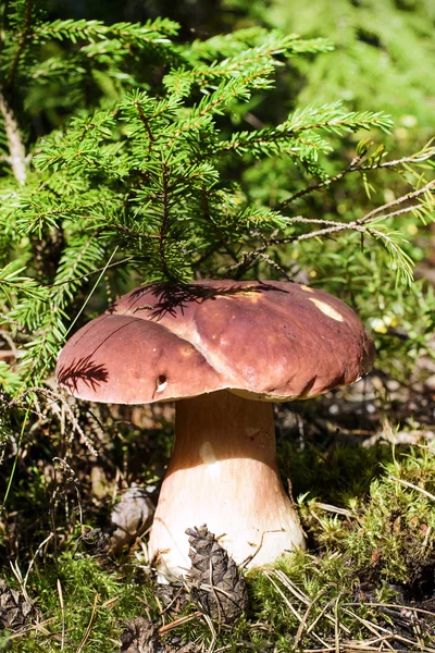 Edible mushrooms in the forest — Stock Photo, Image