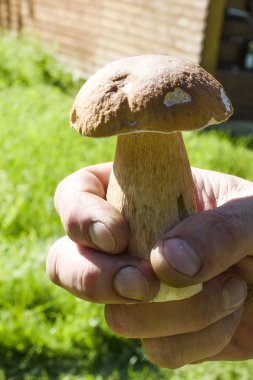  Elini toplanan yenilebilir mantar