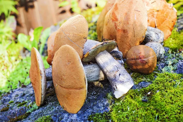 В лесу растут съедобные грибы — стоковое фото