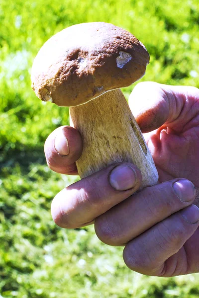 Insamlade ätliga svampar i mannens hand — Stockfoto