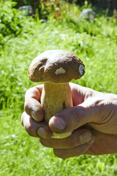 Insamlade ätliga svampar i mannens hand — Stockfoto