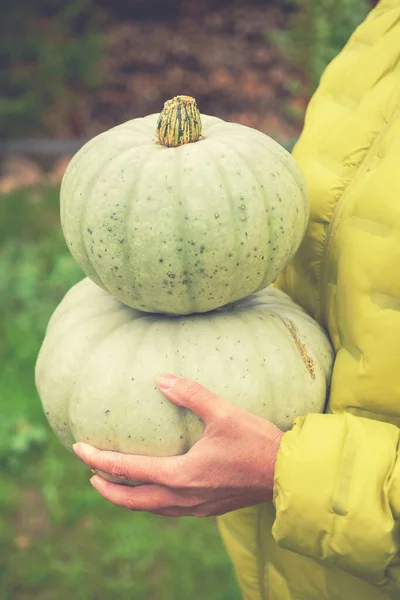 Women Hands Hold Two Gray Pumpkins Garden Plot Concept Healthy — Stock Photo, Image