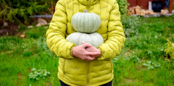 Happy Woman Holds Two Grey Pumpkins Her Garden Plot Healthy — Stock Photo, Image