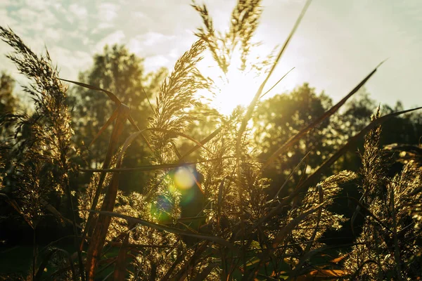 Несфокусированная Сухая Дикая Трава Дует Ветру Солнечном Свете Горизонтальном Размытом — стоковое фото