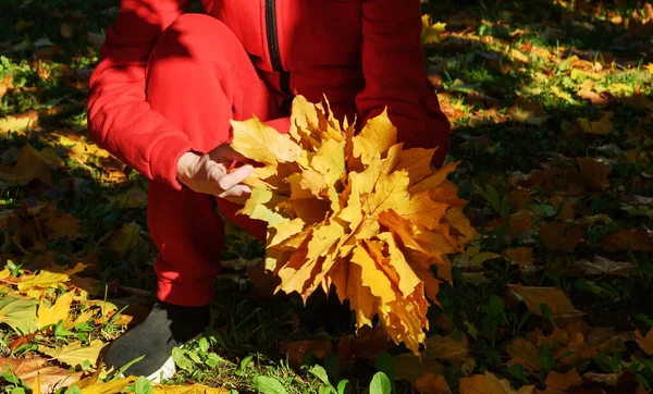 Mani Una Donna Rosso Tengono Mazzo Foglie Acero Gialle — Foto Stock