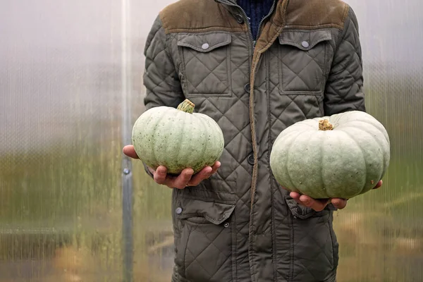 Cropped Man Jacket Holding His Hands Grey Pumpkin — Stock Photo, Image