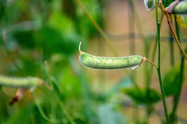 Hasır bir çitin üzerindeki renkli bezelye tohumları.