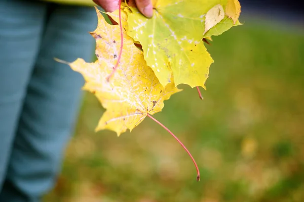 Yellow Autumn Maple Leaves Woman Hand Orange Leaves Autumn Outdoor — Stock Photo, Image