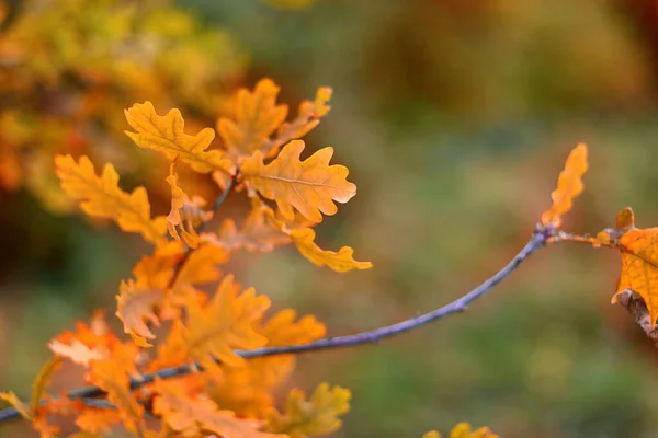 Eichenblätter Baum Draußen Weiche Selektive Fokussierung — Stockfoto