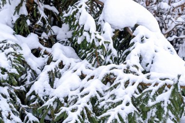 Köyde kışın karla kaplı köknar ağaçları. Karlı kış