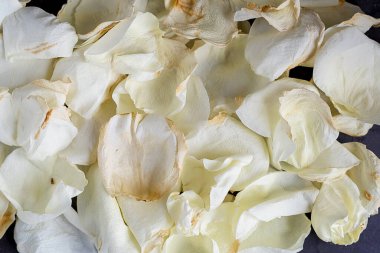 Gri arka planda beyaz kurumuş bir gülün yaprakları