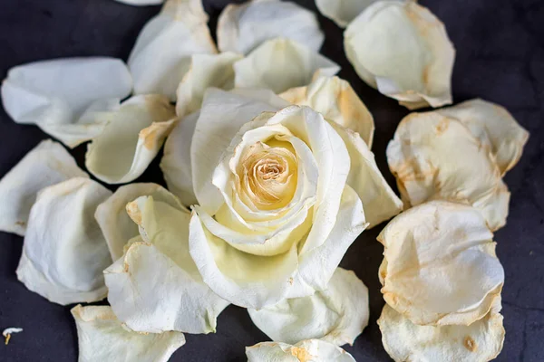 Květní Lístky Bílé Sušené Růže Šedém Pozadí — Stock fotografie