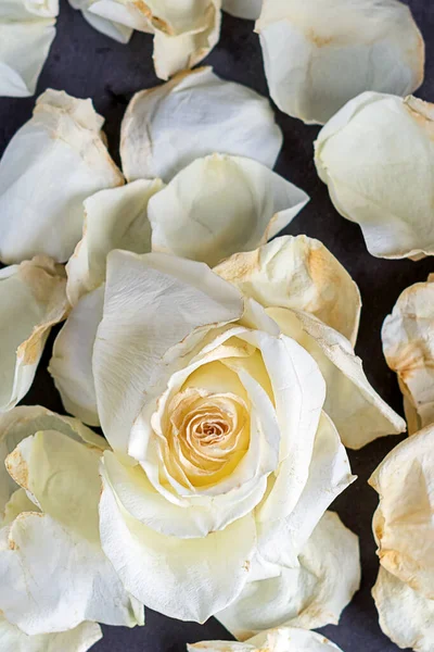 Pétalos Una Rosa Blanca Seca Sobre Fondo Gris —  Fotos de Stock