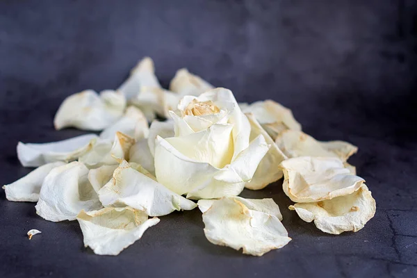 Pétales Une Rose Blanche Séchée Sur Fond Gris — Photo