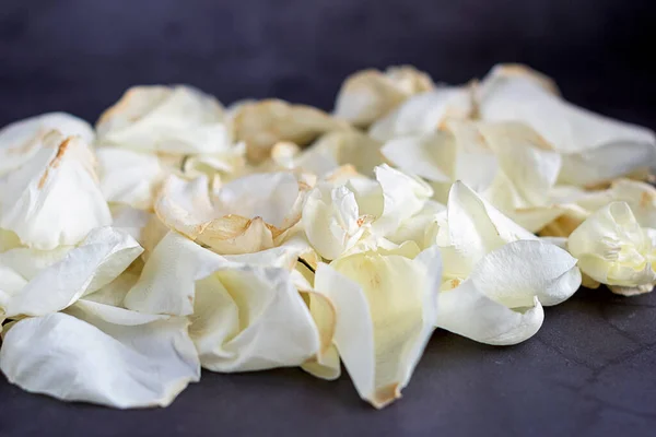 Pétales Une Rose Blanche Séchée Sur Fond Gris — Photo