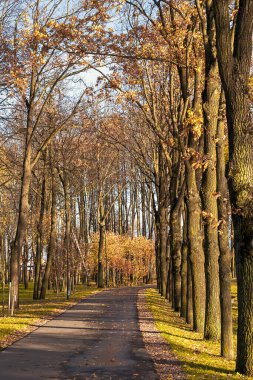 Sonbahar Parkı boyunca yol sarı ve kırmızı ağaçlarla dolu..
