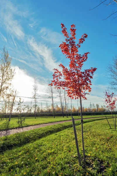 View Autumn Park Young Red Maple — Stock Photo, Image