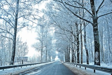 Gün boyunca ormanda karlı kış yolu.