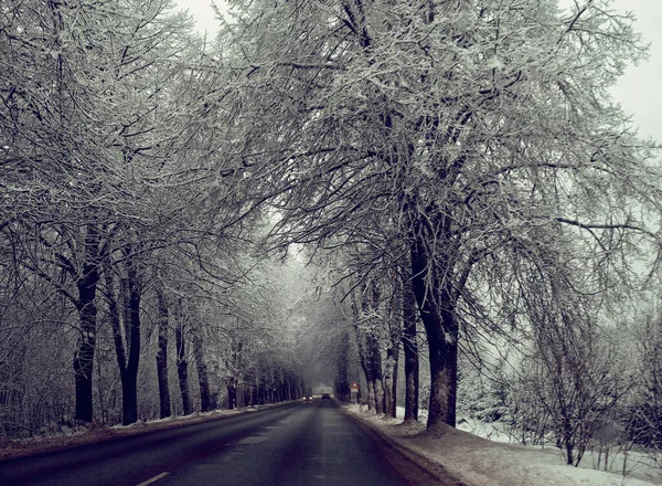 Verschneite Winterstraße Wald Tagsüber — Stockfoto