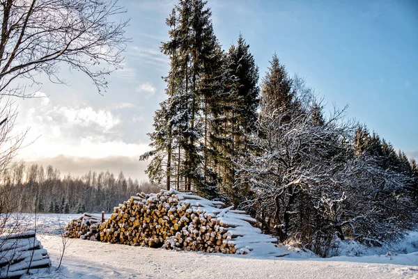 Troncos Recién Cortados Leña Madereros Sumergidos Bajo Una Manta Nieve — Foto de Stock