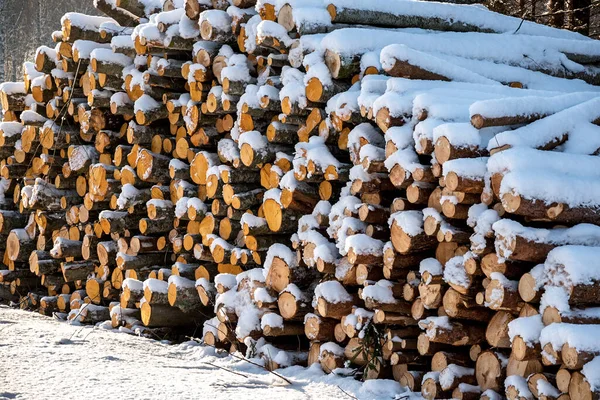 Frisch Geschlagene Stämme Und Brennholz Von Holzfällern Die Während Der — Stockfoto