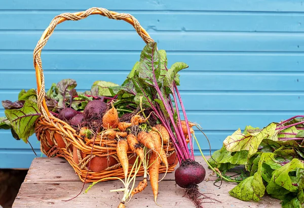 新鮮な ちょうど庭で選んだ バスケットの野菜 ニンジンとトップ付きのビート — ストック写真