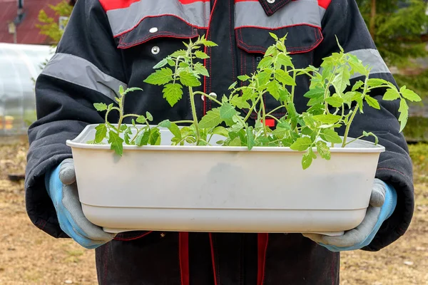 Plastlåda Med Tomatplantor Redo För Sådd Händerna Man Handskar Vårplantor Stockbild