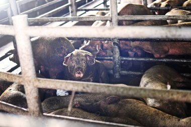 Domuz çiftliği. Çiftlikteki domuza yakın çekim. Çiftliğin kirli topraklarında kirli domuzlar