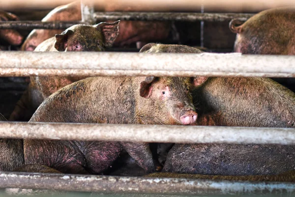 Pig farm. Close-up of a pig on a farm. Dirty Pigs in the dirty soil of the farm.