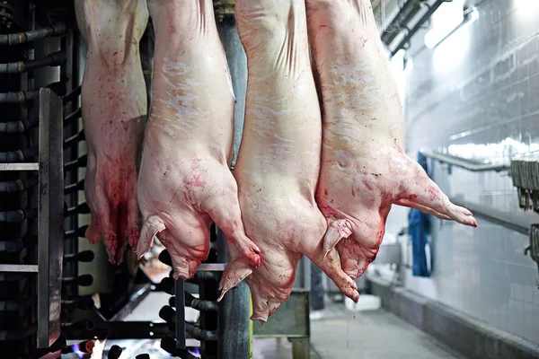 Domuz Leşleri Fabrikada Işleniyor Üretimi Domuzların Öldürüldüğü Bir Yer — Stok fotoğraf