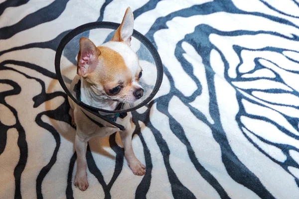 An adorable Chihuahua puppy sits on the sofa in a protective neck collar.