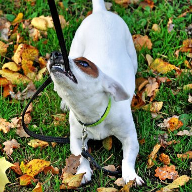 Jack Russell köpeği parkta tasmasıyla oynuyor..