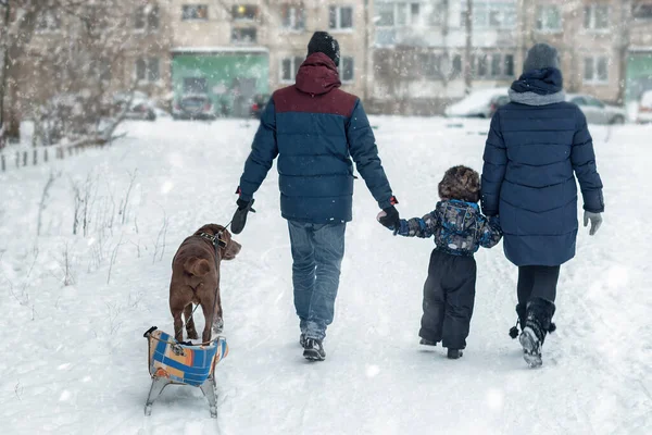 Junge Familie Mit Einem Jungen Und Einem Labrador Hund Hat — Stockfoto