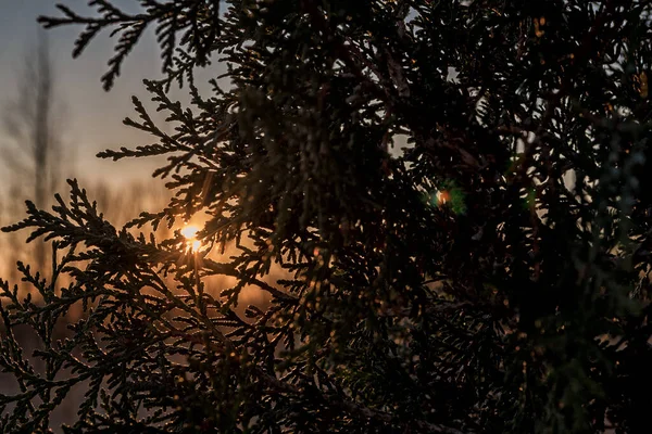 Silueta Tui Mystickým Světlem Slunce Jako Pozadí Podzim — Stock fotografie