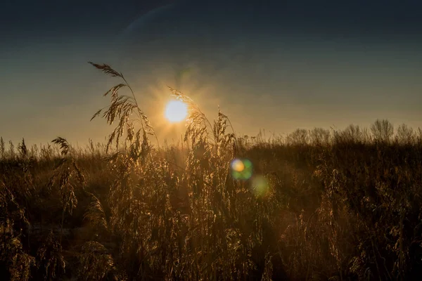 Повсякденне Розташування Трави Сході Сонця Ранній Ранок — стокове фото