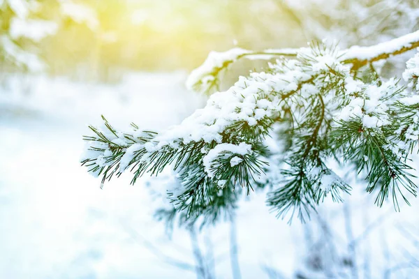 Paisagem Inverno Ramo Grande Coberto Neve Abeto Brilho Sol — Fotografia de Stock