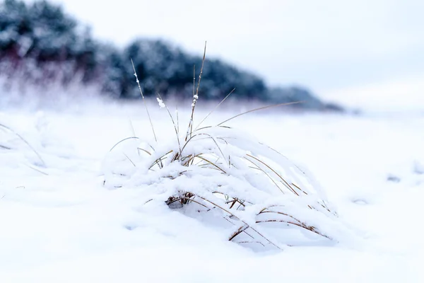 Paisaje Invernal Los Árboles Cubiertos Nieve Hierba Bajo Nieve — Foto de Stock