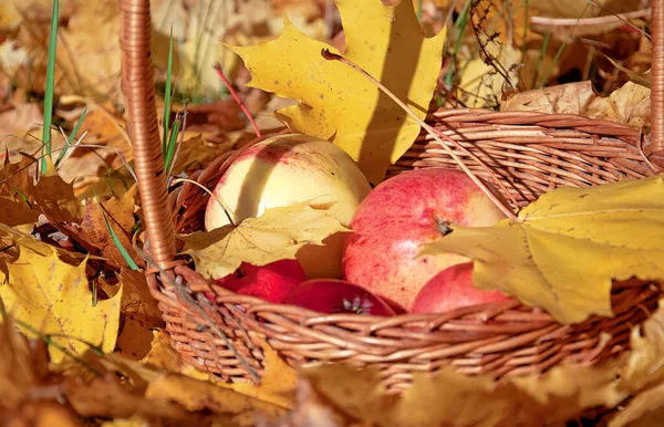 Autumn Apples Open Air Basket Red Apples Concept Fall Harvest — Stock Photo, Image