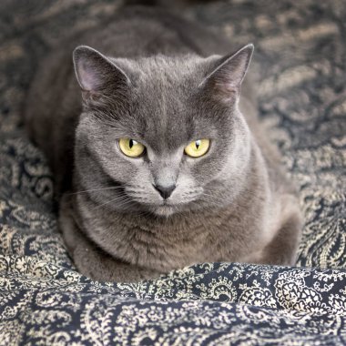 Genç gri İskoç kedisi kışın evdeki kanepede uzanıyor..