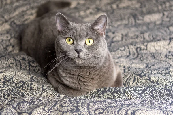 Young Grey Scottish Cat Lying Sofa Home Winter — Stock Photo, Image